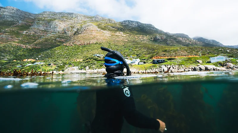 A plunge beneath Cape Town's waters reveals a world rich in marine life and mysterious shipwrecks