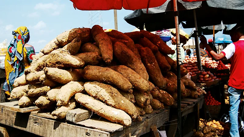 Nigeria's constant consumption of yam is believed to be responsible for its high twin birth rate