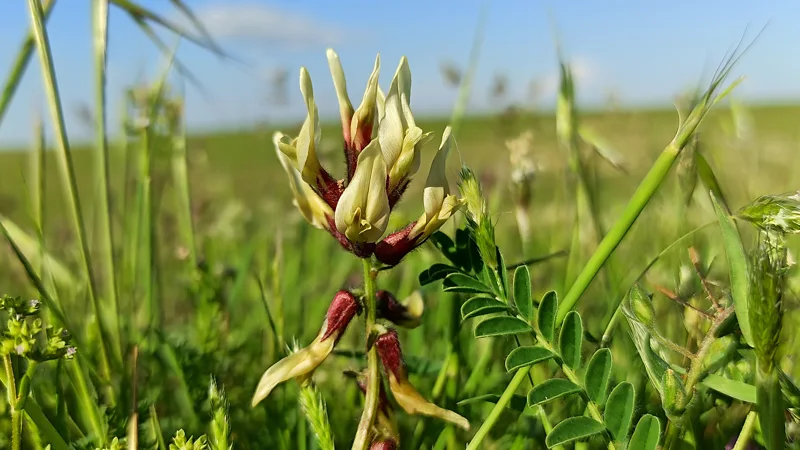 Gond katira is derived from the dried sap of more than 2,000 plant species of the Astragalus genus 