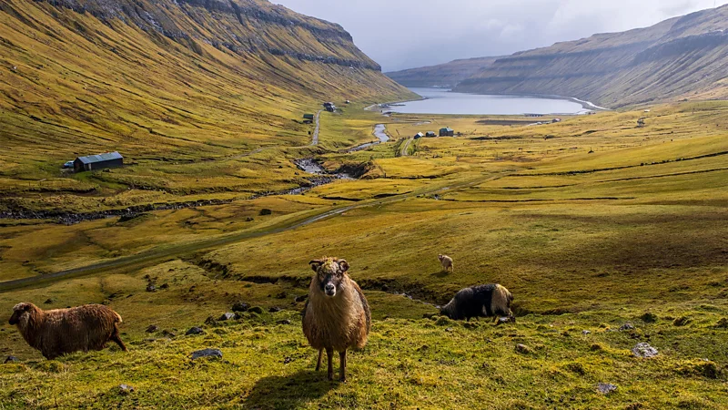 The government once strapped cameras to sheep to produce a Google Street View parody of the islands