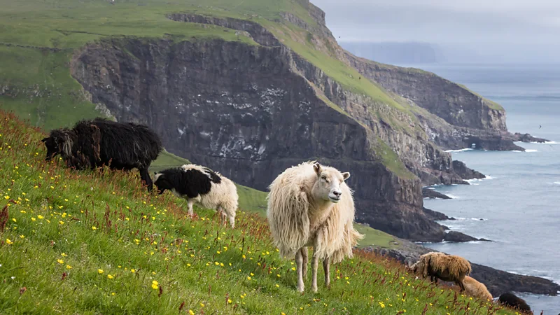 Sheep have lived in the Faroe Islands ever since the first people arrived here