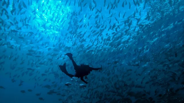 Palau snapper spawning dive