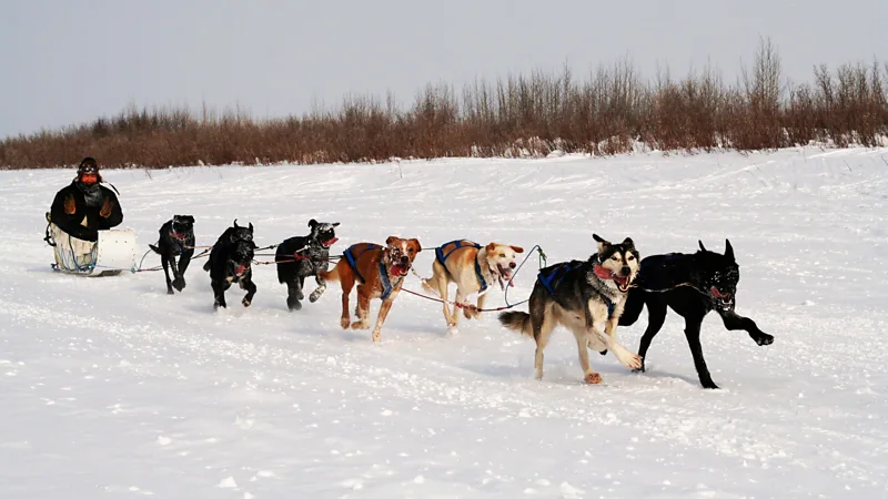 Dogsledding is both a joyful and environmentally conscious way to enjoy the Canadian outdoors (