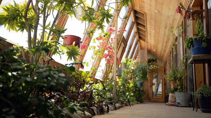 Each Earthship has a greenhouse on one side so residents can grow their own food 