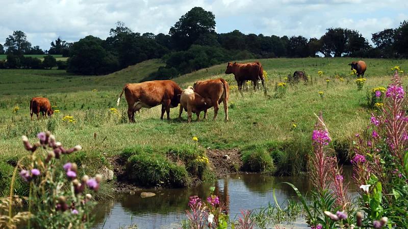 The trail's idyllic scenery is at odds with the harrowing story of the 1,490 people who walked this route in 1847